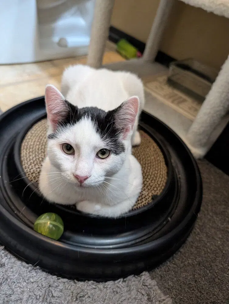 Checkers, a male kitten up for adoption