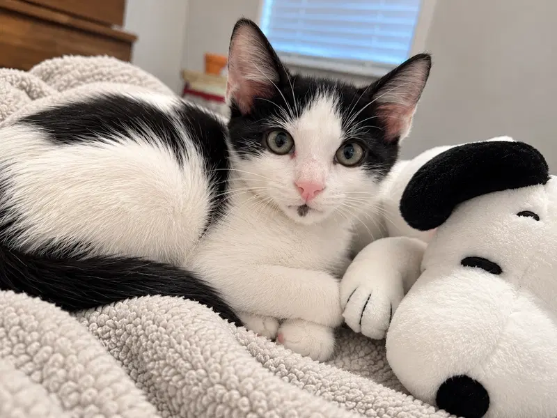Panda, a male kitten up for adoption
