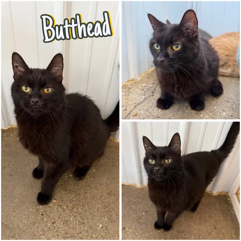 Butthead, an adult male cat up for adoption