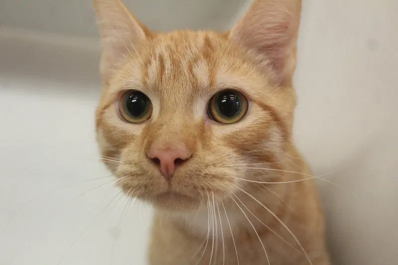 Telemundo, a young male cat up for adoption