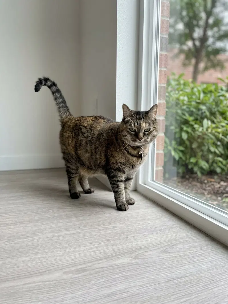 Tilly, photo 2
