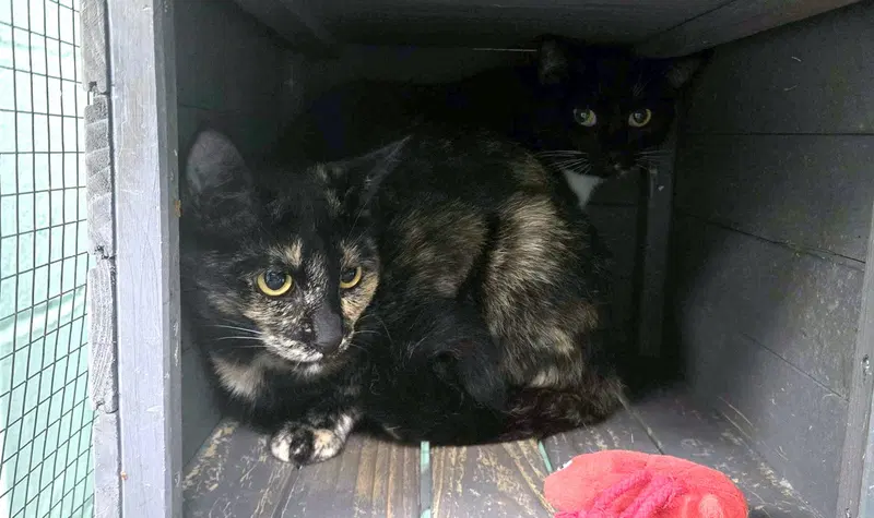 Molly, a young female cat up for adoption