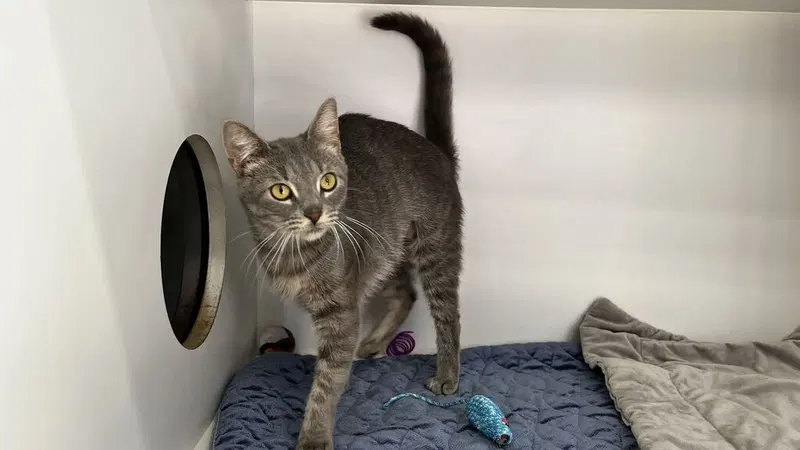 Fiona, a young female cat up for adoption