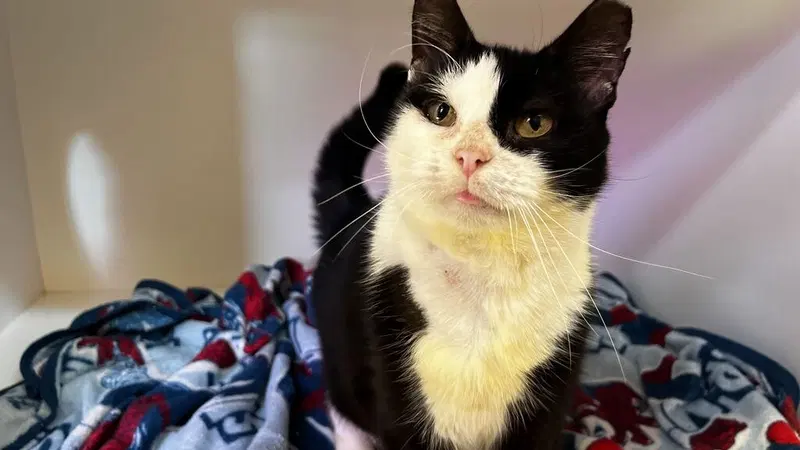 Flash Flood, an adult female cat up for adoption