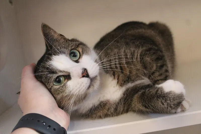 Johnson, an adult male cat up for adoption