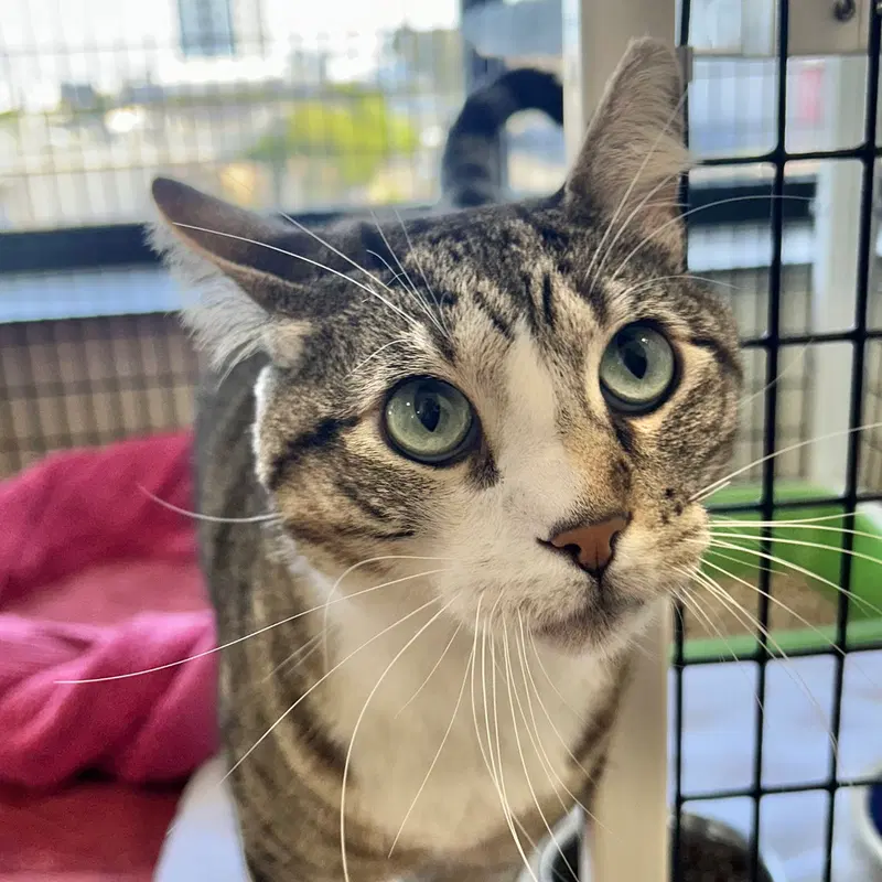 March, an adult male cat up for adoption
