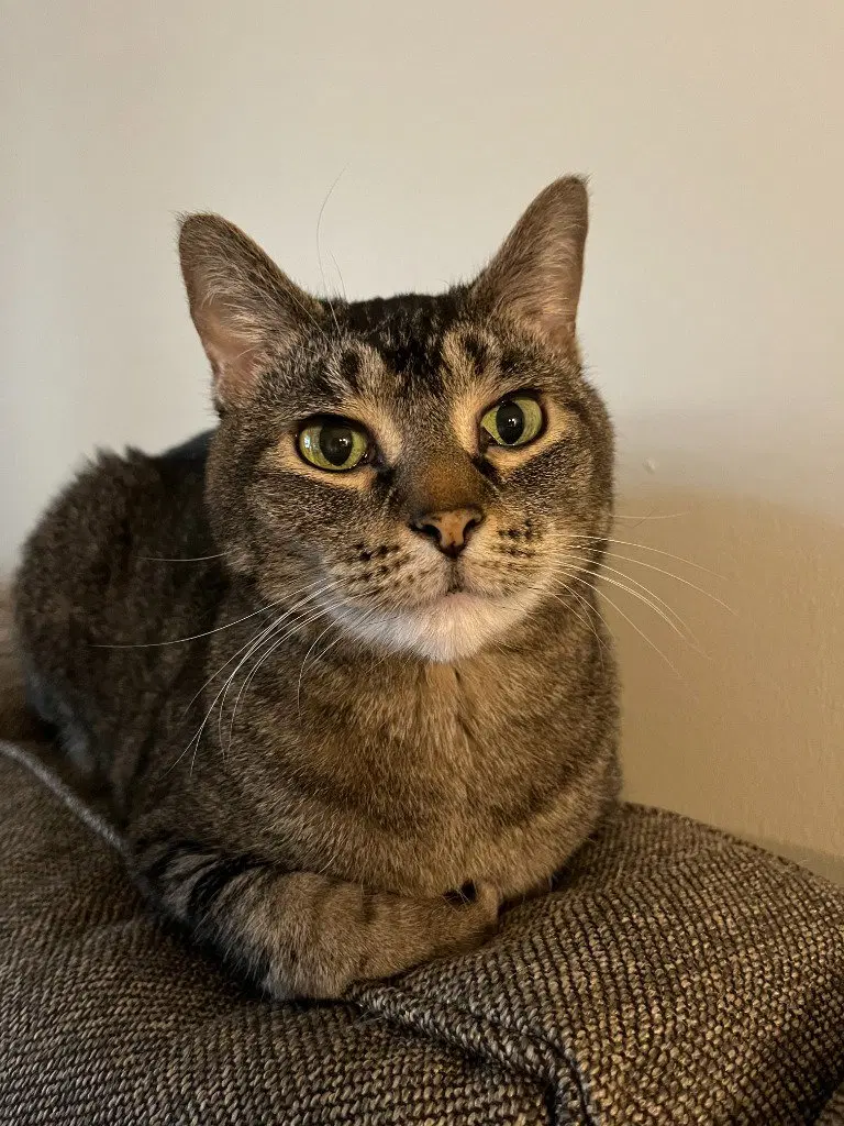 Juno, an adult female cat up for adoption