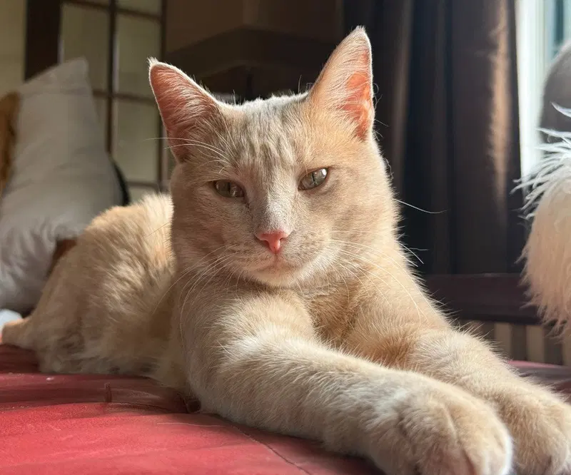 Ed, an adult male cat up for adoption