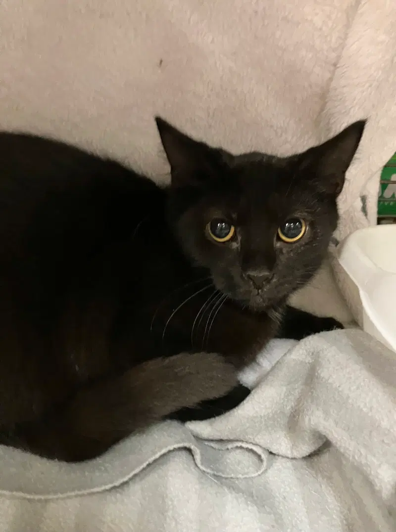 Marie, a female kitten up for adoption
