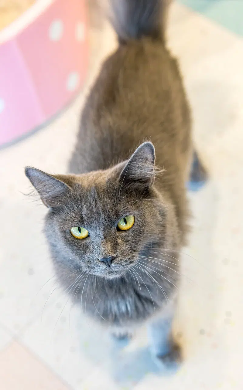Sophia, an adult female cat up for adoption