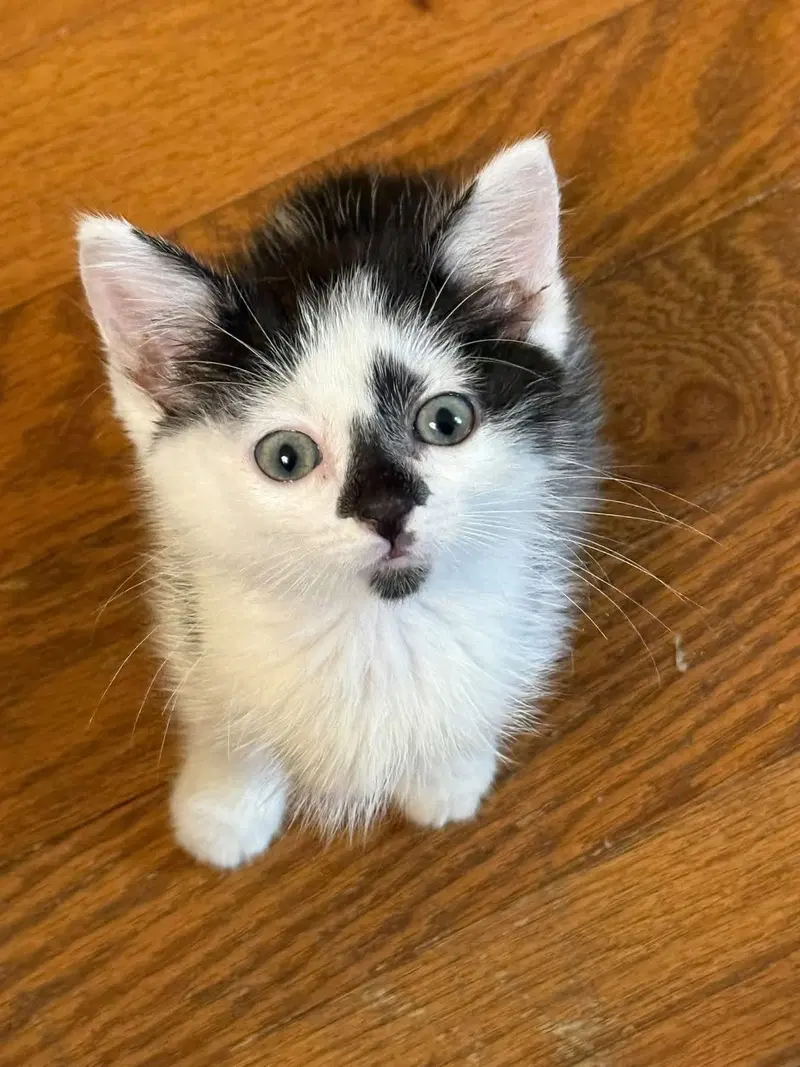 Nomad, a female Tuxedo kitten up for adoption