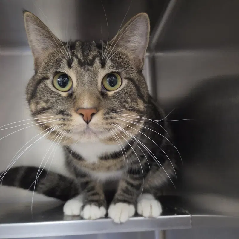 Chance, an adult male cat up for adoption