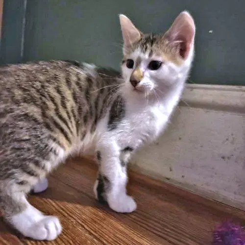 Milo, a male Tabby kitten up for adoption