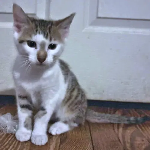 Milo, photo 2