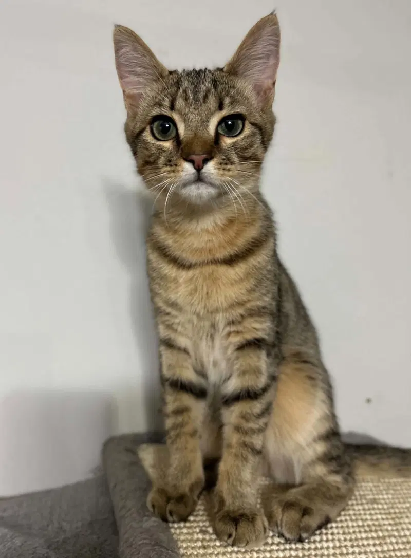 Traffic Cone, a male American Shorthair cat up for adoption