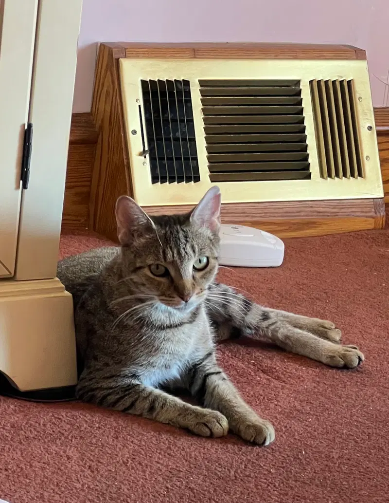 Brookie, a female Tabby kitten up for adoption