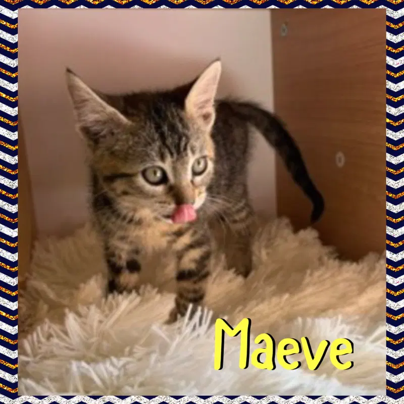 Maeve, photo 2