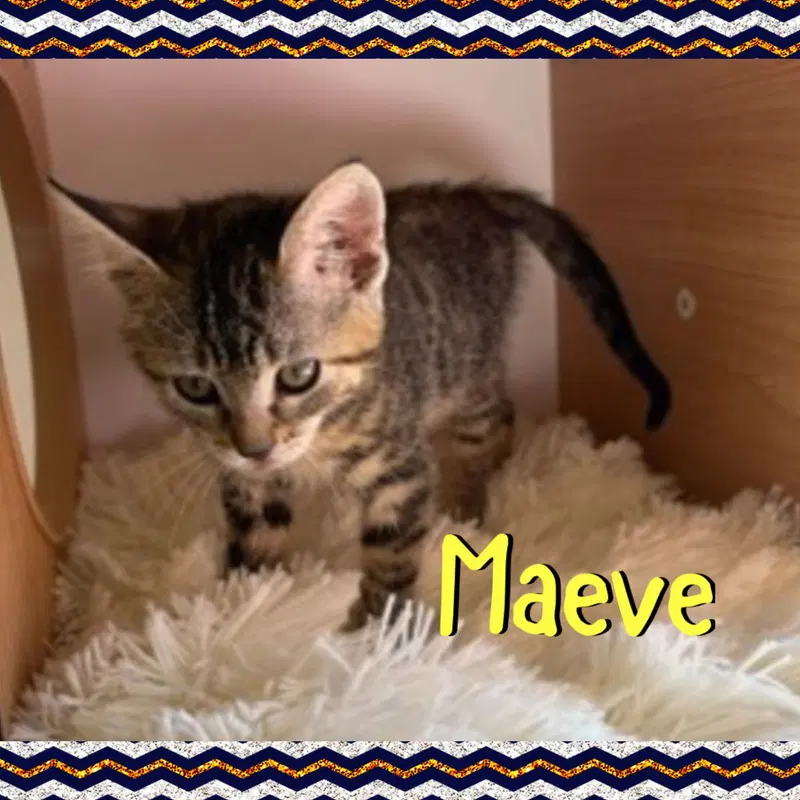 Maeve, photo 3
