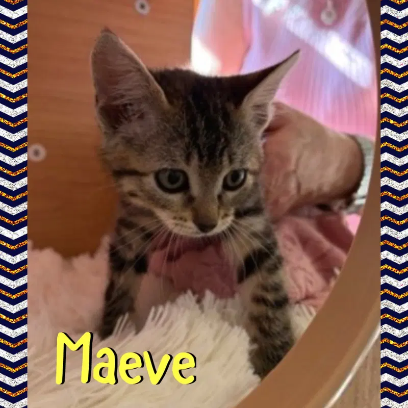 Maeve, photo 4