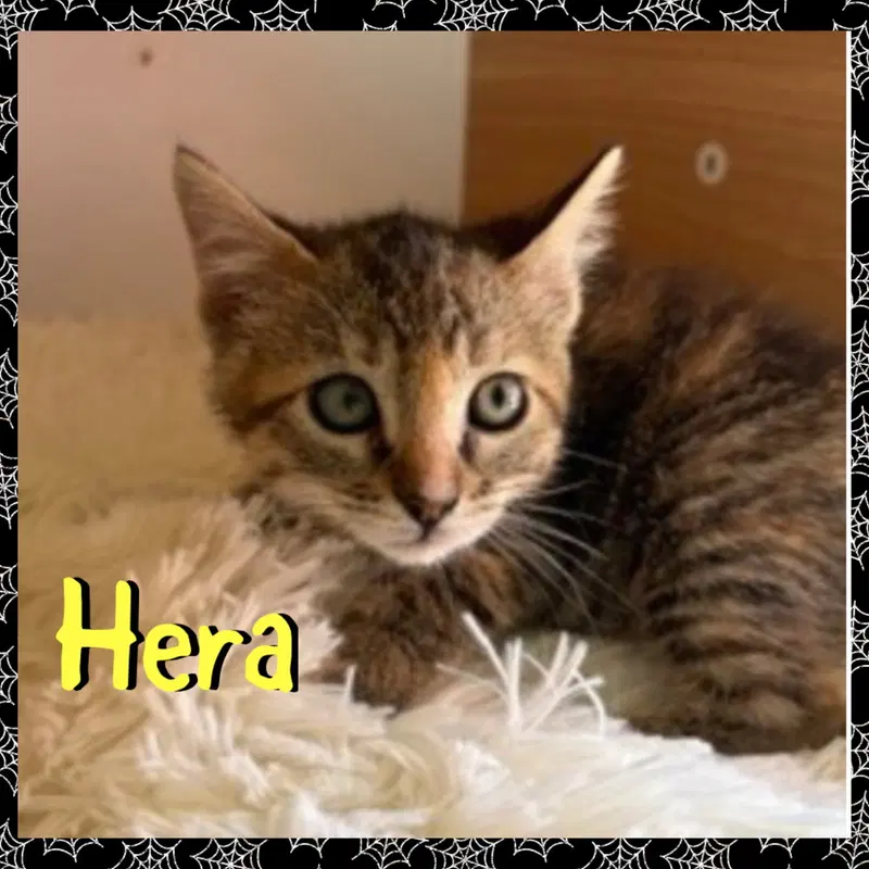 Hera, a female kitten up for adoption