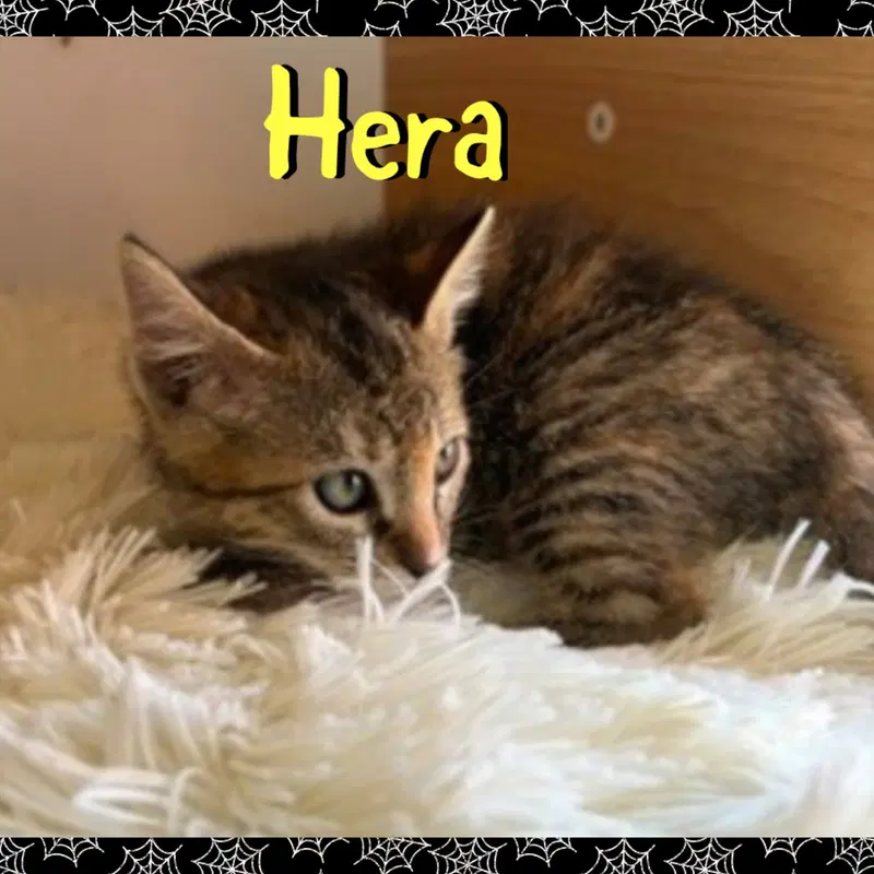 Hera, photo 2