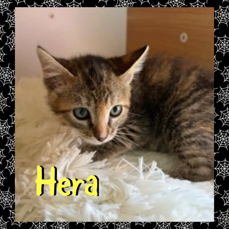 Hera, photo 3