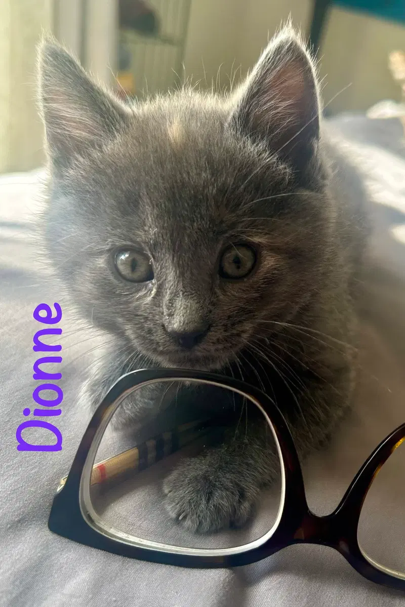 Dionne, a female kitten up for adoption