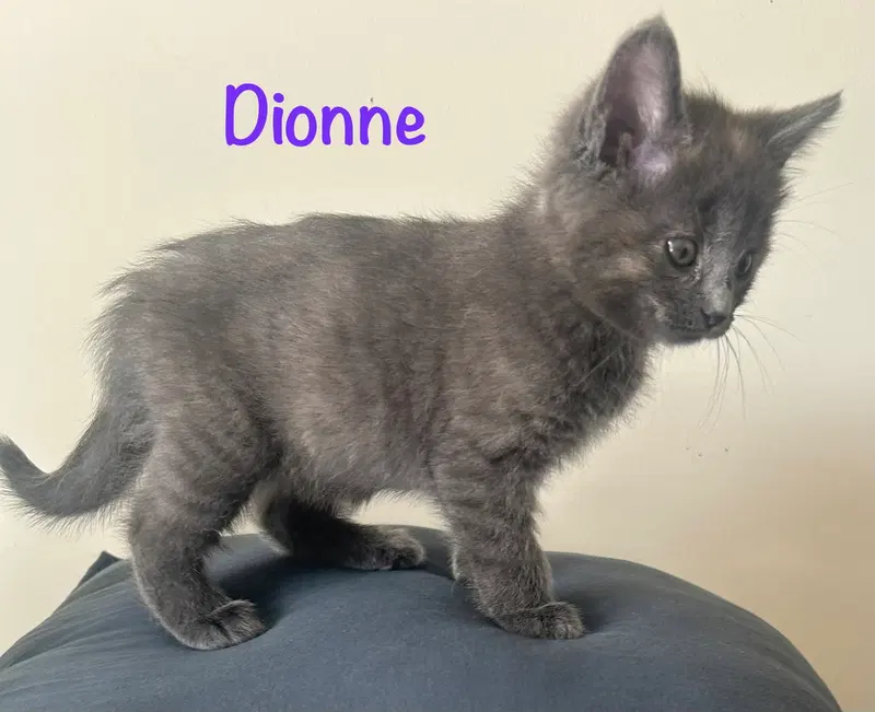 Dionne, photo 2