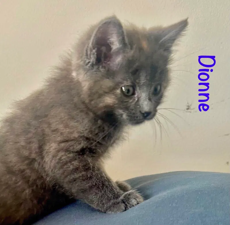 Dionne, photo 3
