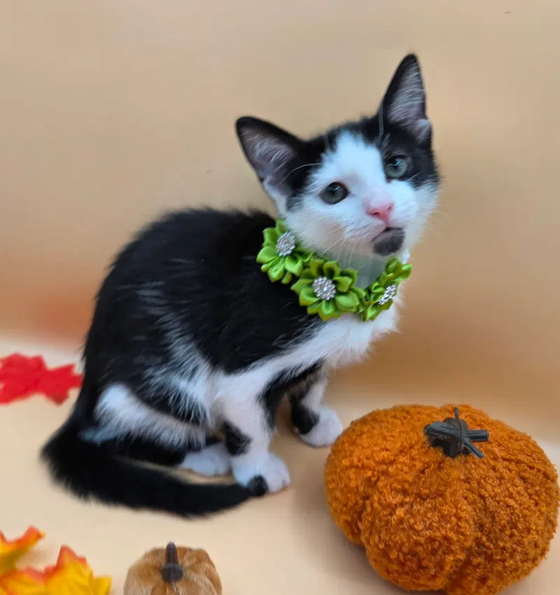 Domino, a female kitten up for adoption