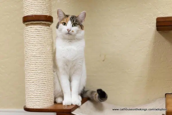 Magpie, an adult female Calico cat up for adoption