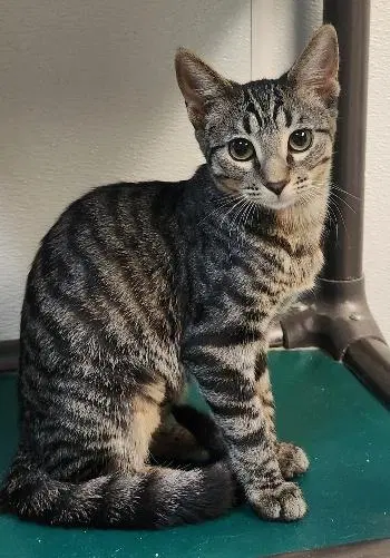 Cat, a young female Tabby cat up for adoption