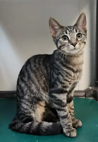 Cat, photo 2