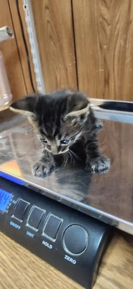Cat, photo 4
