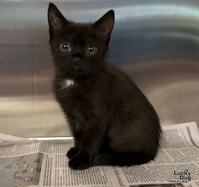 Jinx, a female kitten up for adoption
