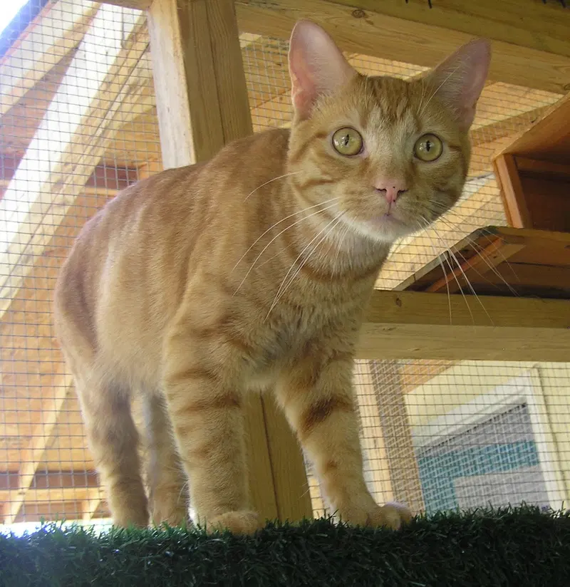 Babe, a young male cat up for adoption
