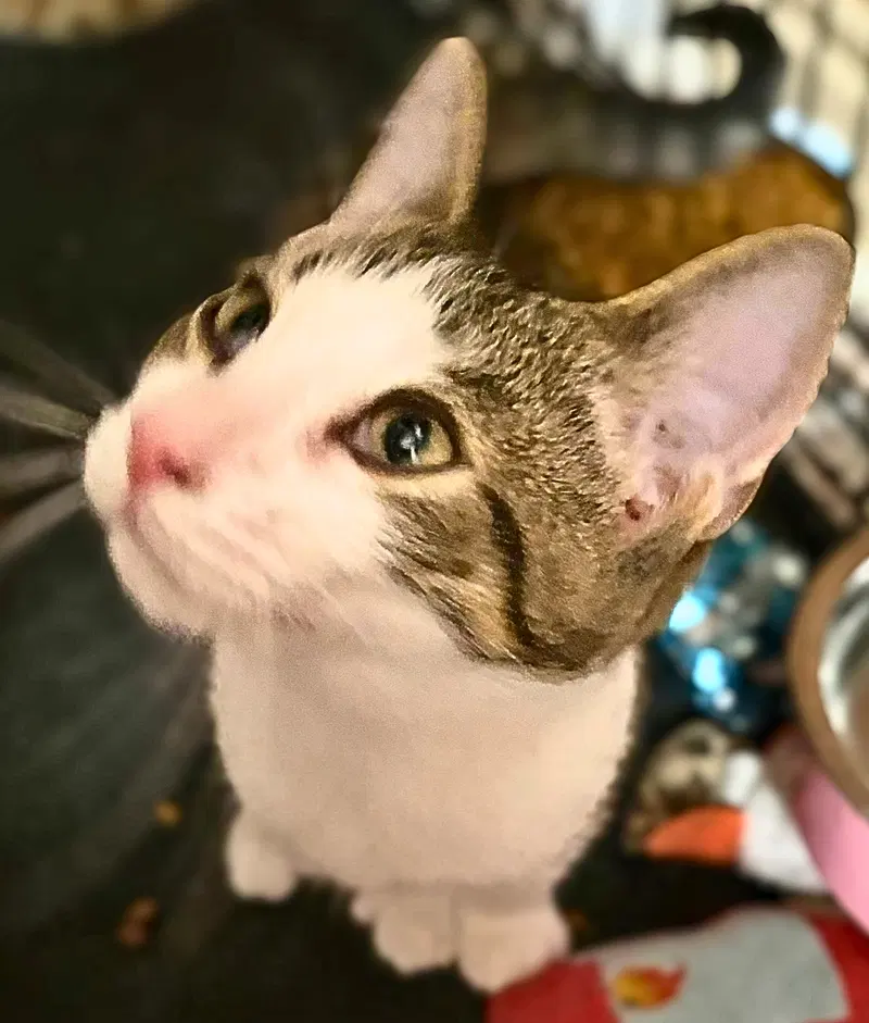 Finn, photo 5