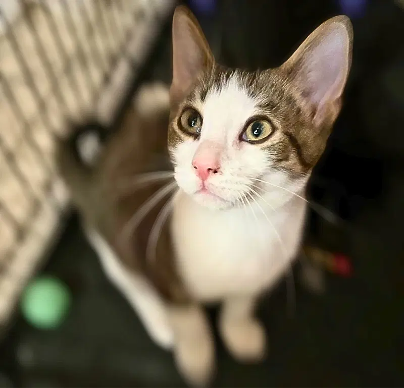 Finn, photo 6