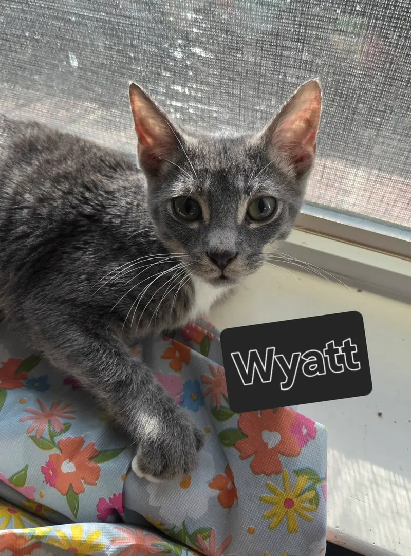 Wyatt, photo 2