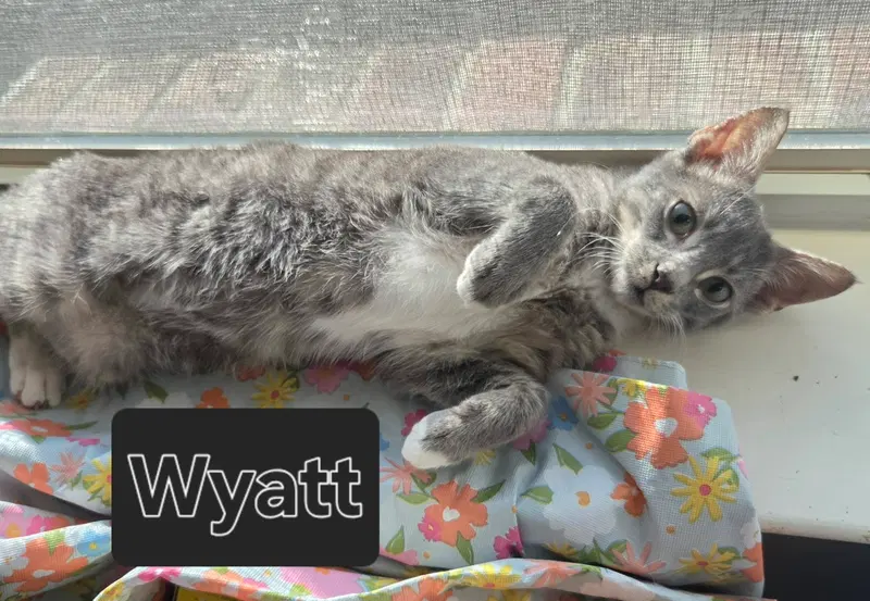 Wyatt, photo 3