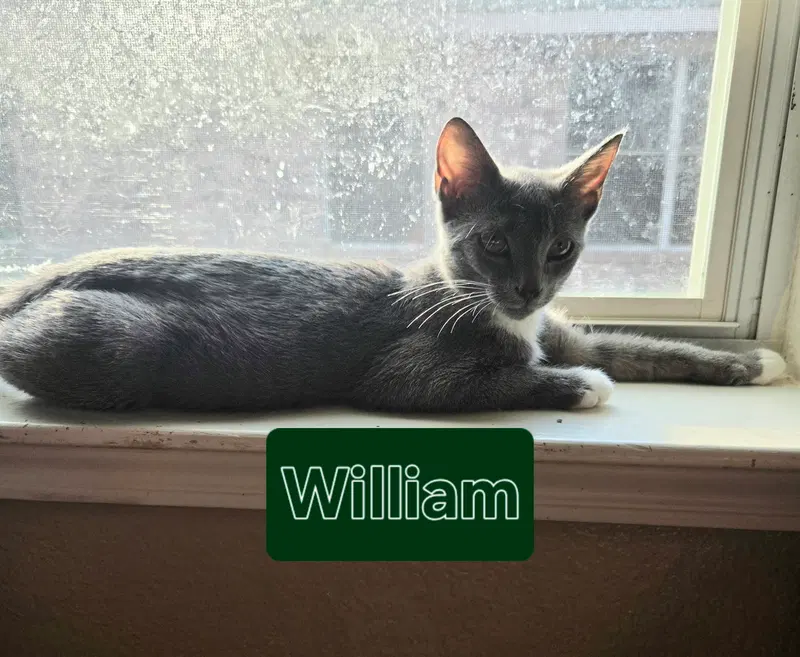 William, photo 2