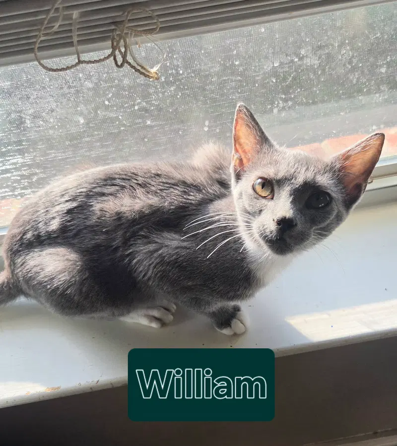 William, photo 3