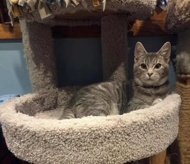 Chill, a male cat up for adoption