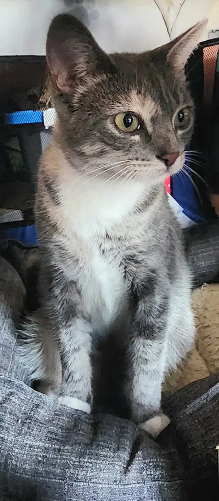 Eleanor, a young female American Shorthair cat up for adoption