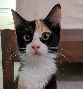 Watch the video of Tootsie Roll