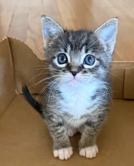 Alice Diesel, a female kitten up for adoption