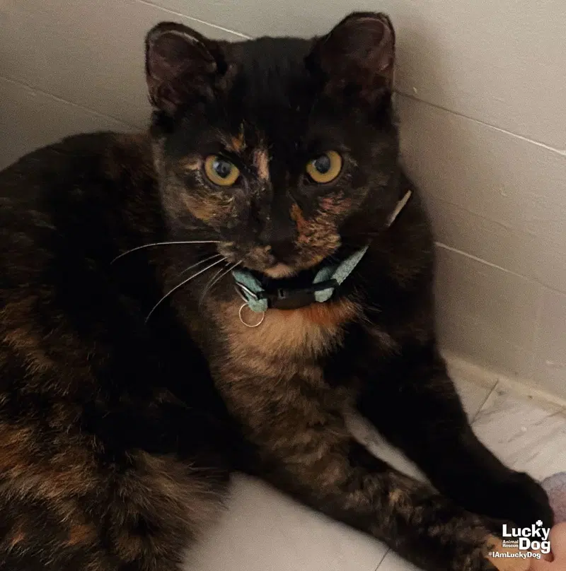 Dodger, a young female cat up for adoption