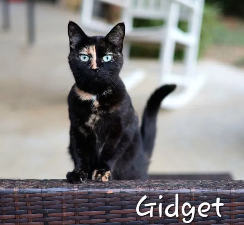 Gidget, an adult female cat up for adoption