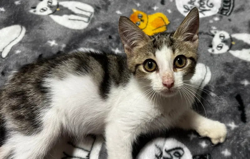 Kailua, a male kitten up for adoption