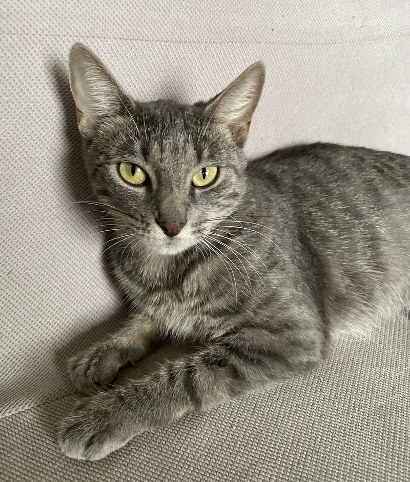 Galen, a female cat up for adoption